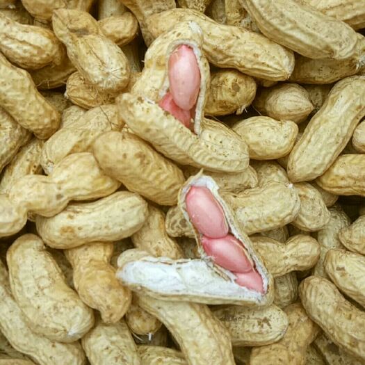 开封四粒红，鲜花生，质量保证，代办人，