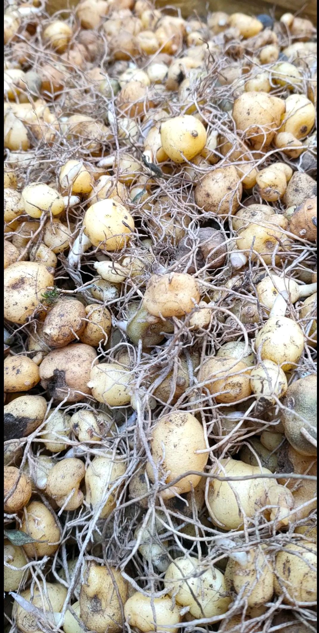 黄精苗  黄精种苗  芽头苗  鸡头黄精  姜型黄精种苗现挖