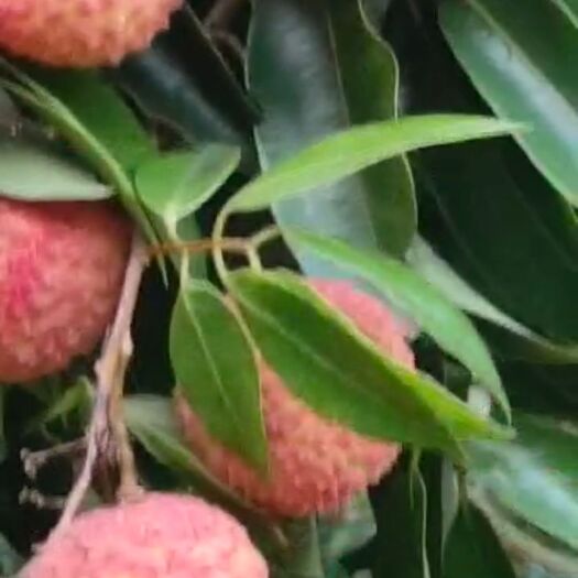 南宁桂味荔枝 荔枝，桂味
