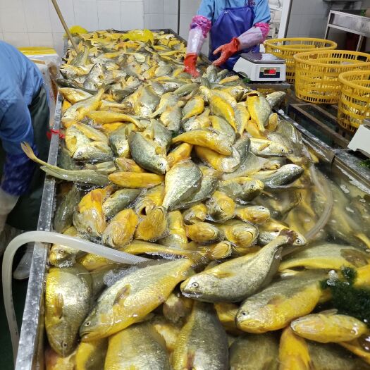 霞浦县(800克/条)精品大黄鱼，活鱼鲜冻，一手货源