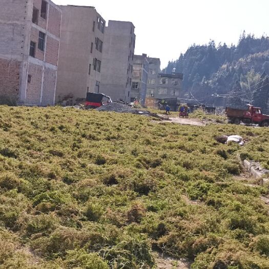 从江县大伸筋草 申筋草贵州产地一手资源质量保证