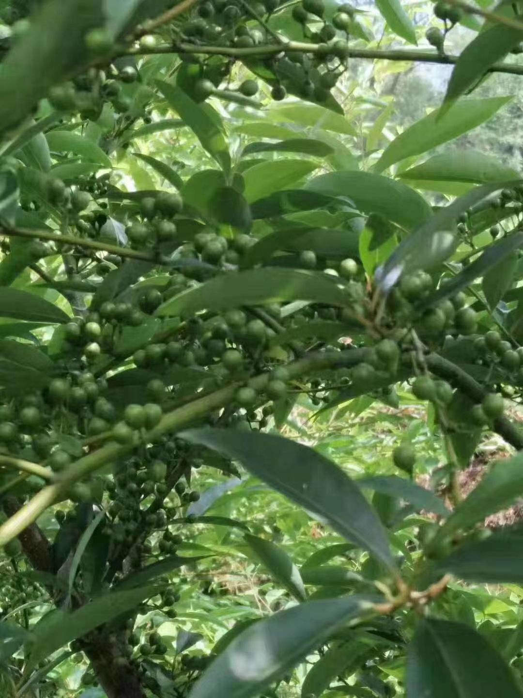 山胡椒 木姜子贵州产地一手资源质量保证