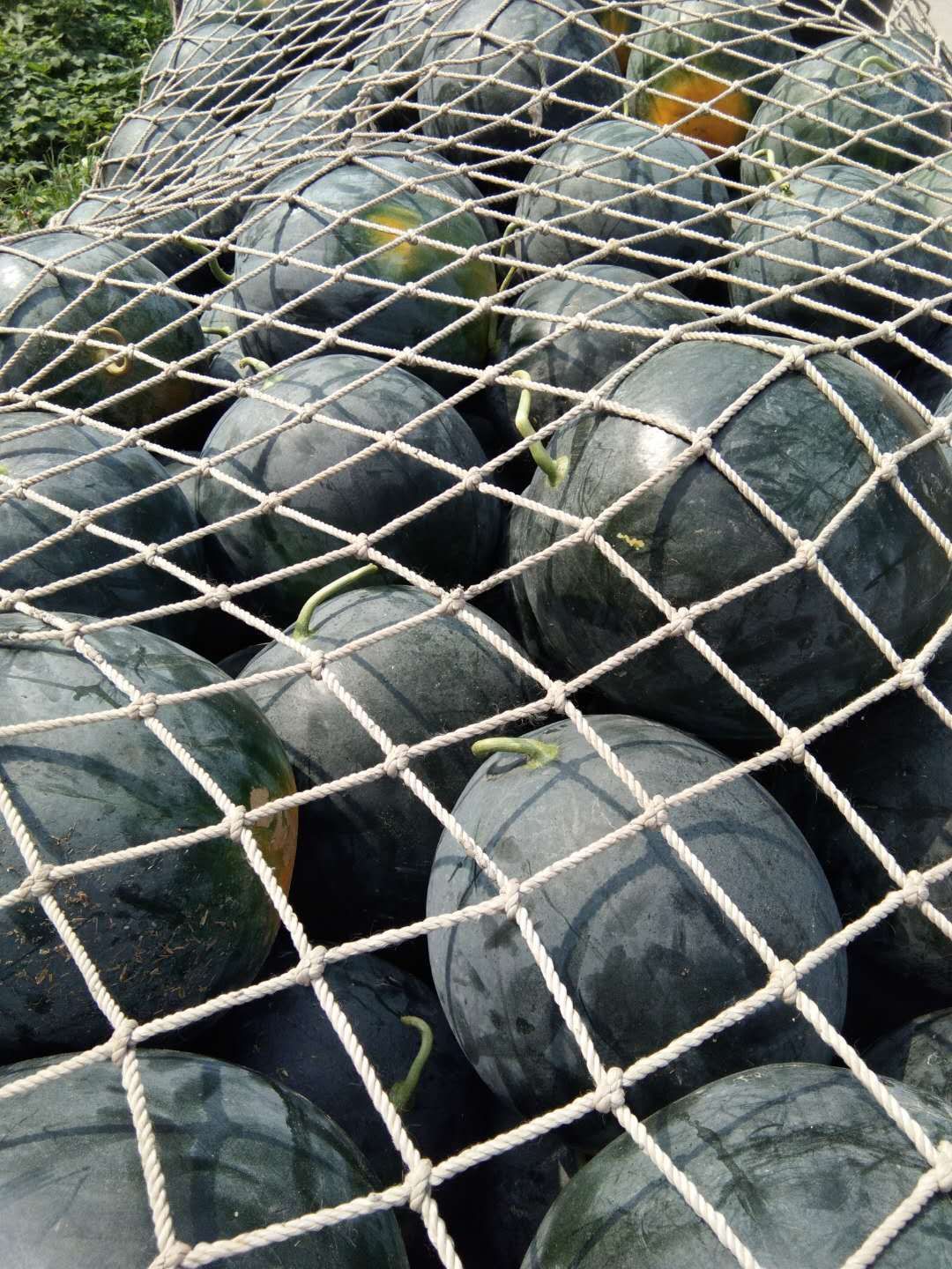 黑皮西瓜  周口太康黑皮无籽西瓜大量上市