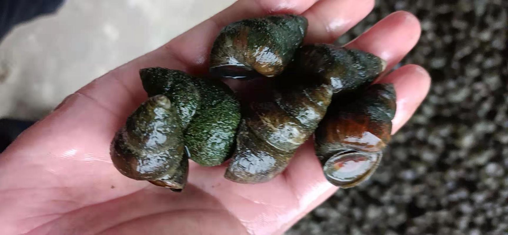 湖北石螺，饲料螺，食用螺，汤螺，炮头