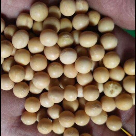 阿荣旗大豆  黄豆出售，