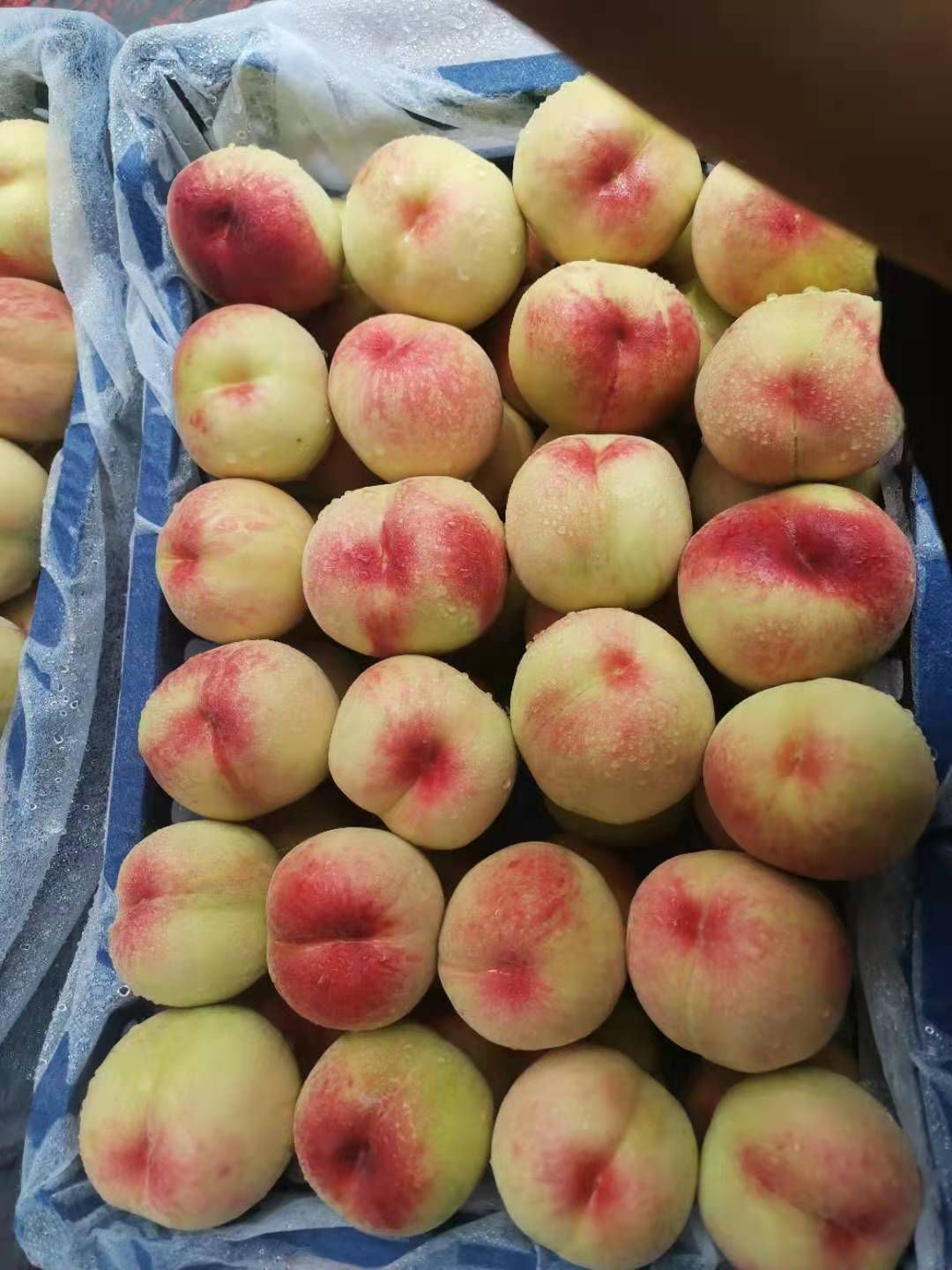 突围桃 万亩桃基地 河北省石家庄晋州市 口感好