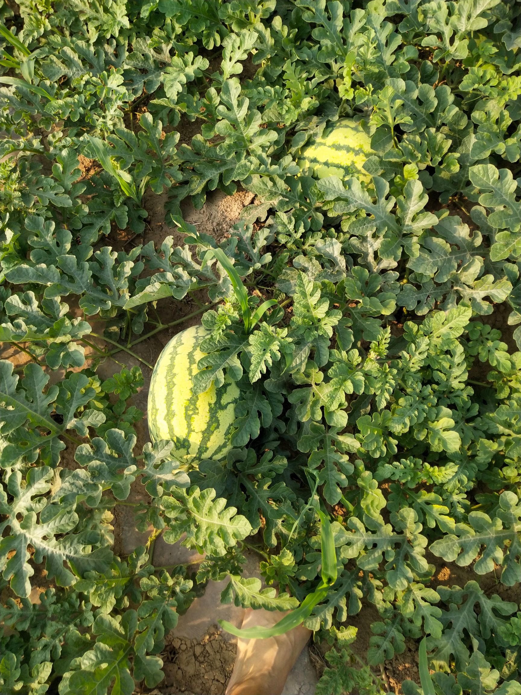 西农西瓜 山东省滨州市沾化区 1茬 