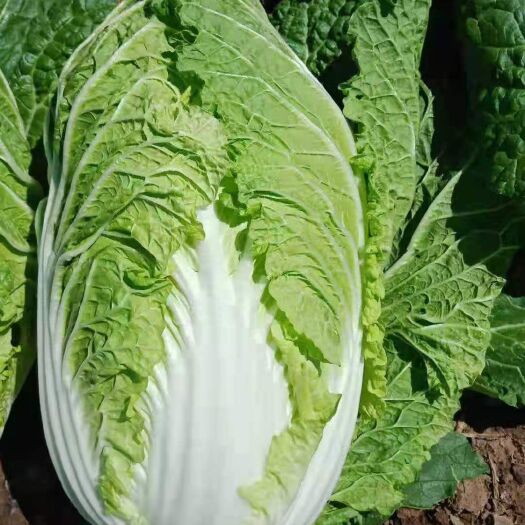 喀喇沁旗黄心大白菜  大白菜