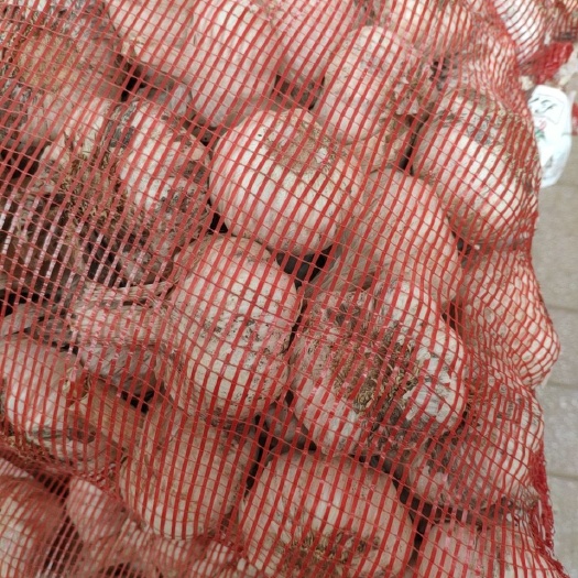 周口 大蒜，脱皮蒜，白皮蒜