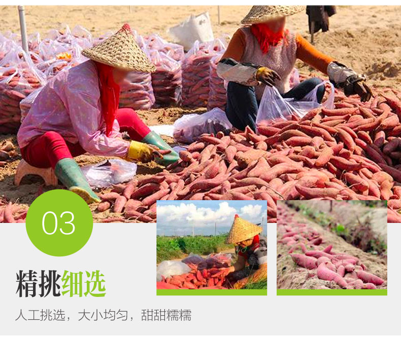 一件代发 六鳌蜜薯地瓜皇后沙地蜜薯西瓜红红薯基地直供