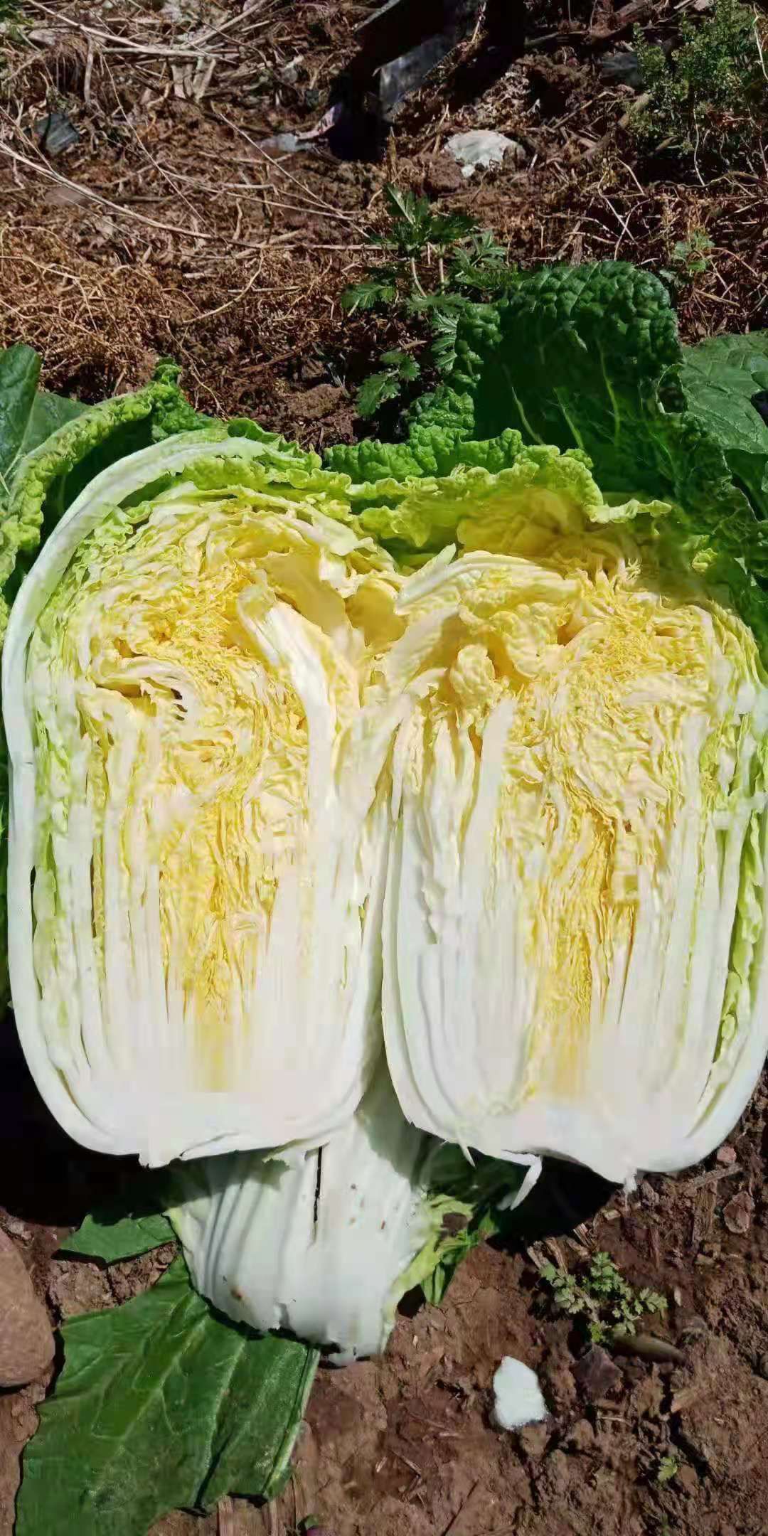 大白菜和黄白菜图片