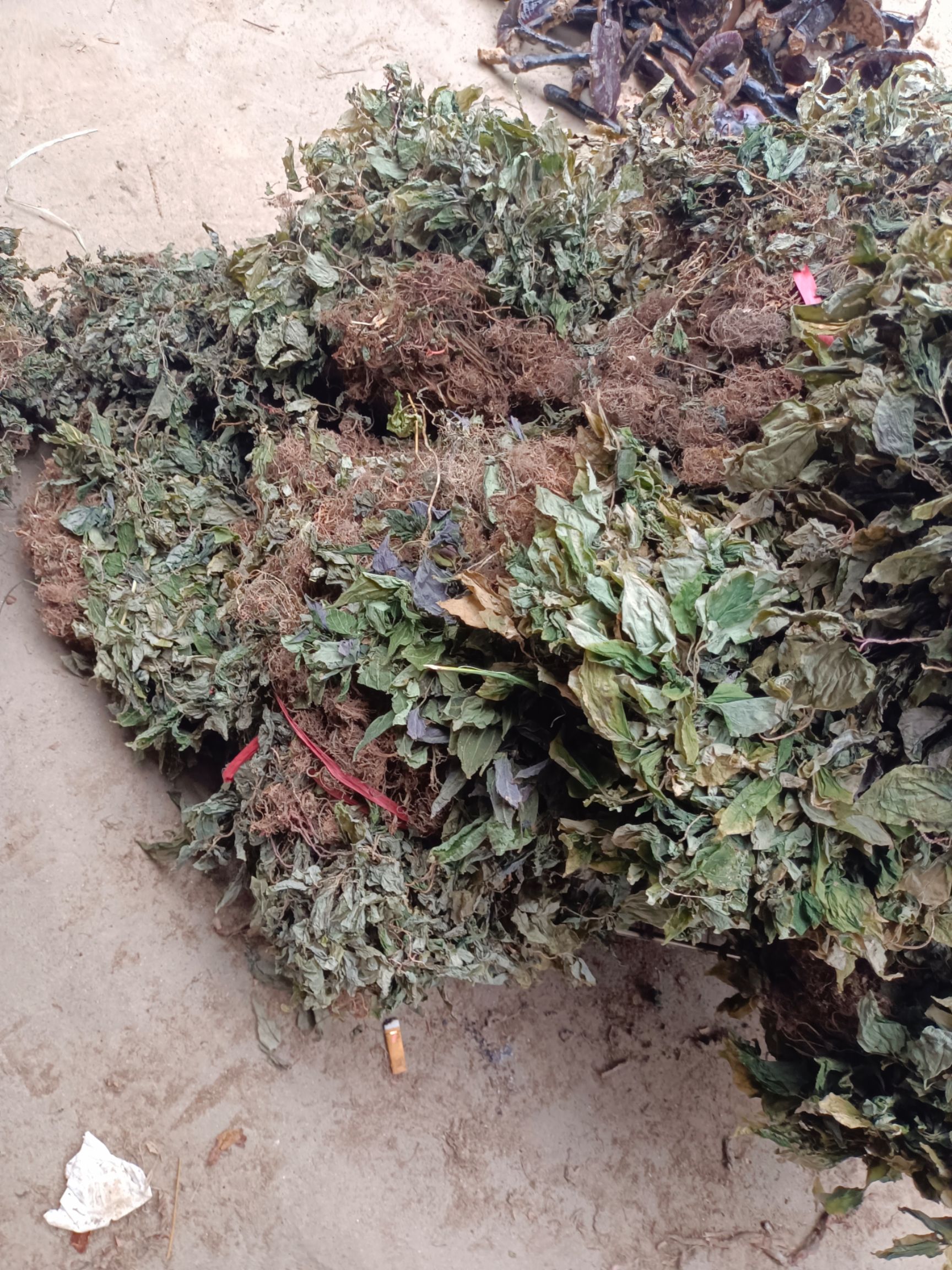  风柜斗草贵州产地一手资源质量保证