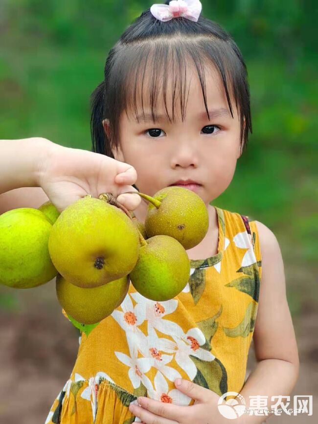 丰水梨 梨子