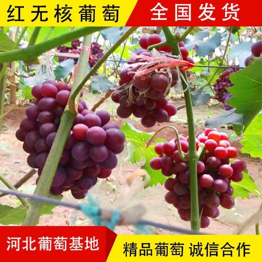 邯郸红宝石葡萄  红无核葡萄 红无籽大量上市 葡萄基地甜葡萄 专业代办诚信合作