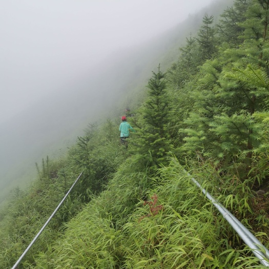 隆林县灌木林地 广西隆林西林田林林地出租