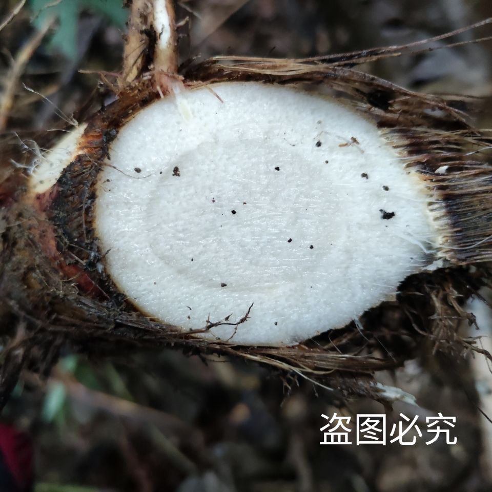 芭蕉芋 野蕉根山芭蕉野芭蕉纯根新鲜现采2斤3斤5斤10斤包邮