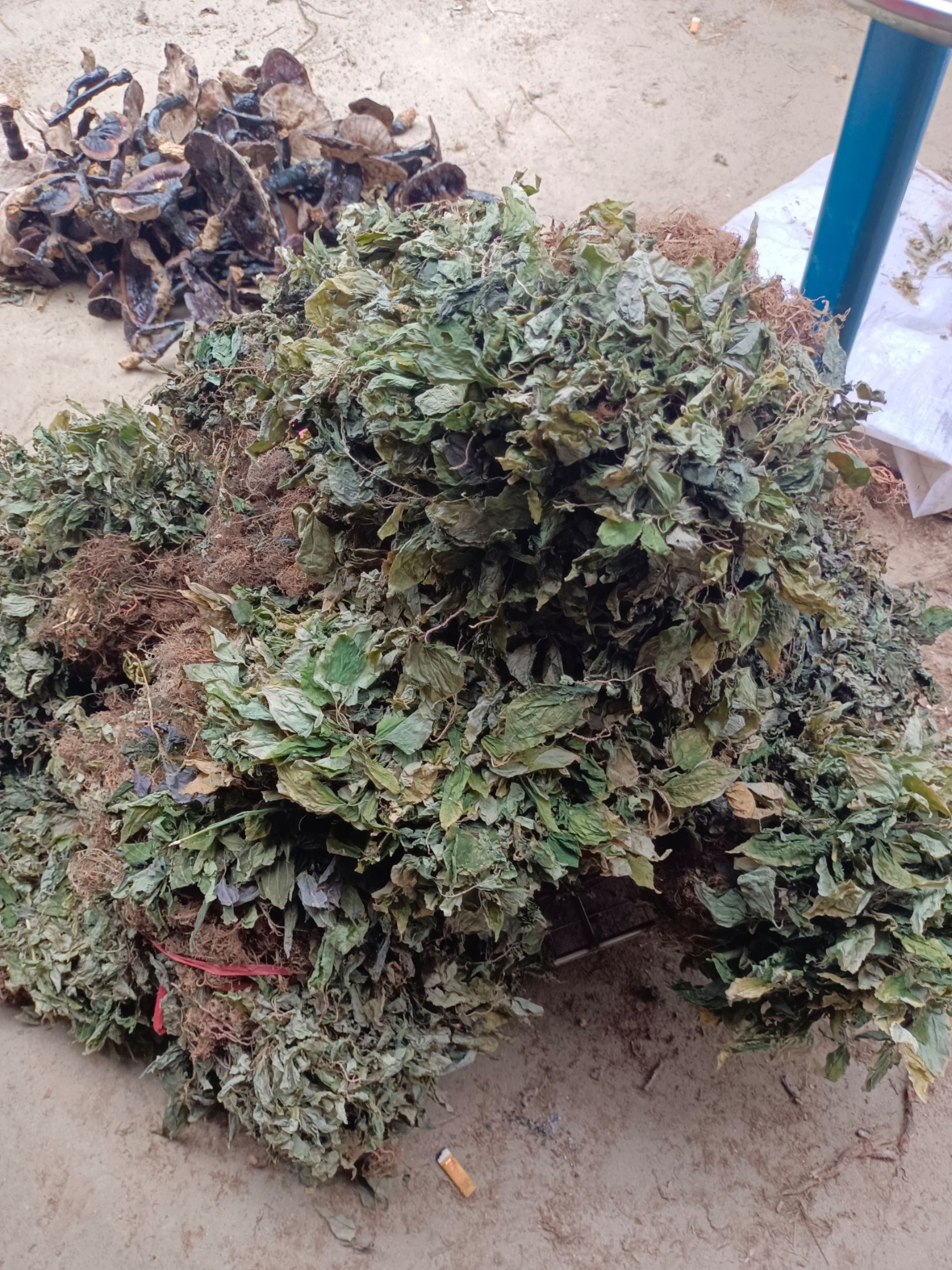  风柜斗草贵州产地一手资源质量保证