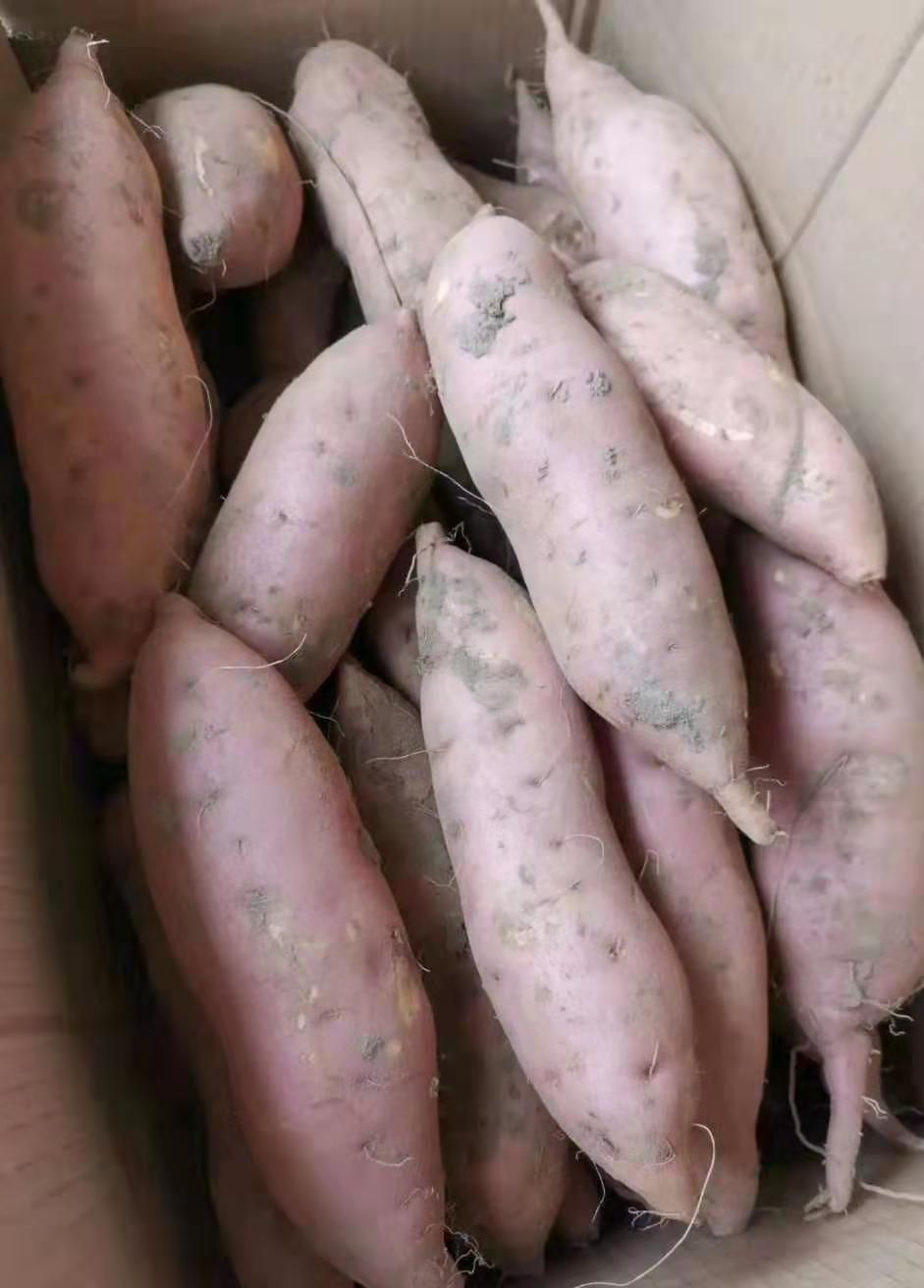 80天早熟红薯品种图片