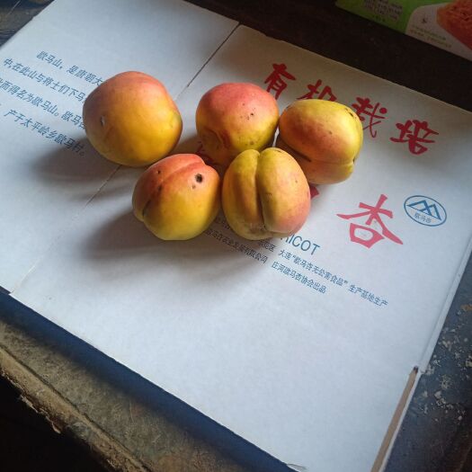 庄河市 歇马杏今年有雨水太多杏有裂纹，口感酸䑚，本地独有产品。生产
