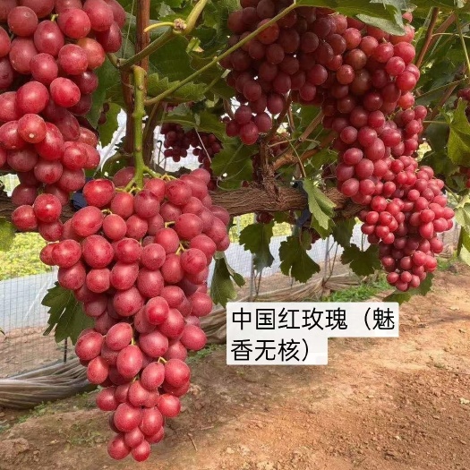兴城市红玫瑰葡萄苗  中国红玫瑰葡萄嫁接苗