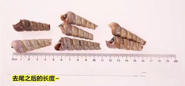 海水螺海螺鲜活去尾钉螺尖螺海螺丝新鲜长尾螺海锥泥螺田螺丁螺