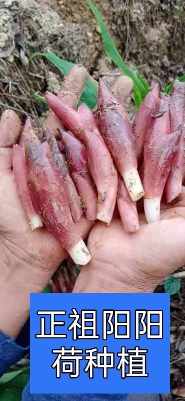 广南县 正祖阳阳荷农业