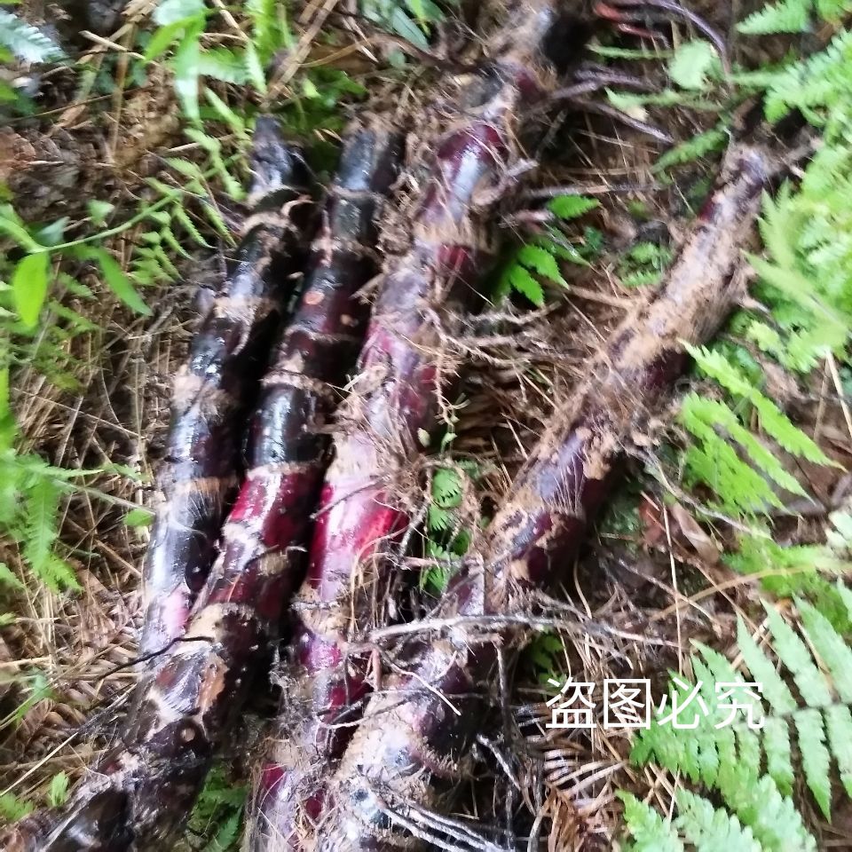 芭蕉芋 野蕉根山芭蕉野芭蕉纯根新鲜现采2斤3斤5斤10斤包邮