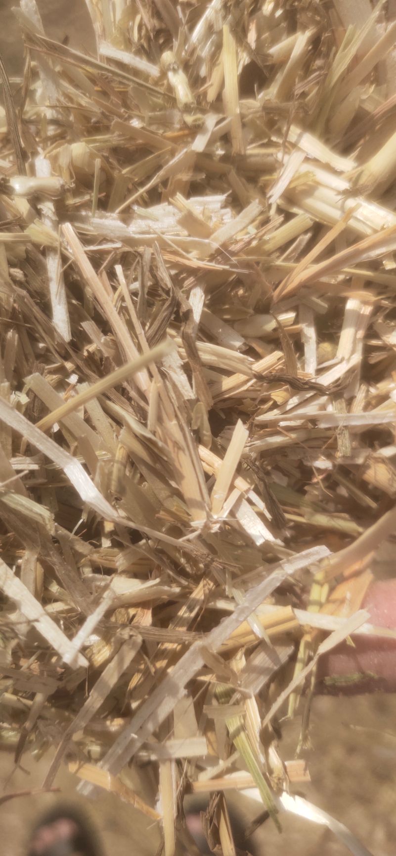 小麦秸秆颗粒饲料！牛羊马的最爱！！！