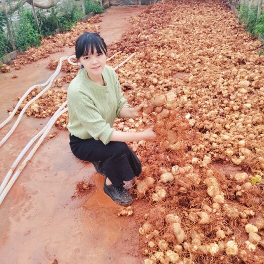 曲靖 云南滇黄精块茎鲜货产地直供