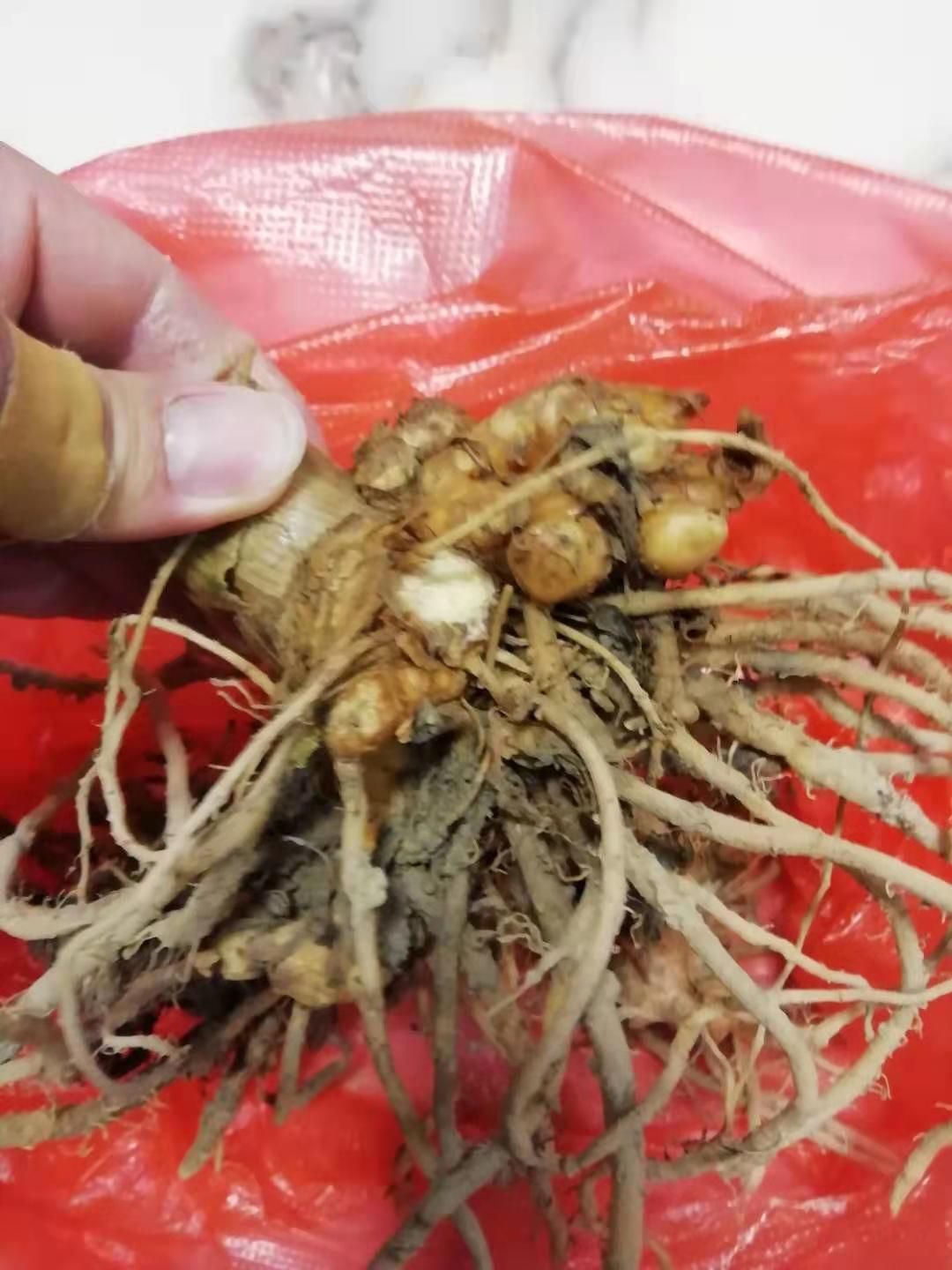 阳荷种苗 阳荷种子
