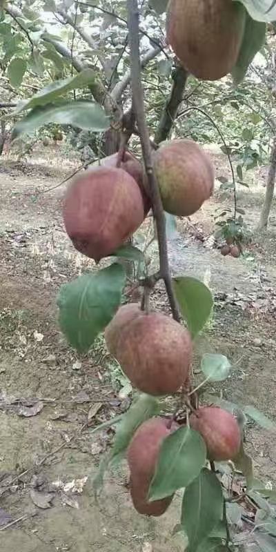 大荔县早酥红梨  个大味好