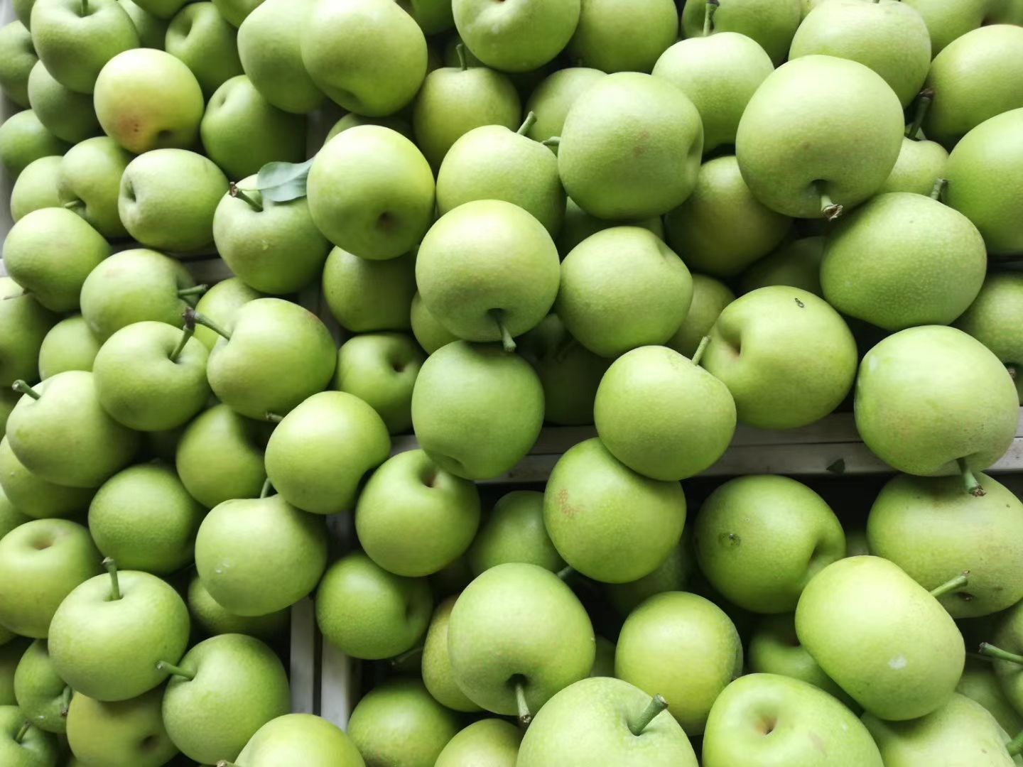 皇冠梨 青皇冠梨 电商货 市场货 皇冠梨