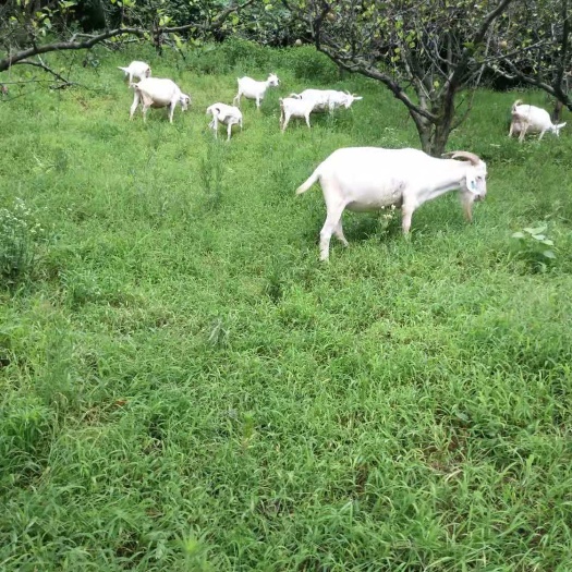 杭州 自家放山羊，需要的联系