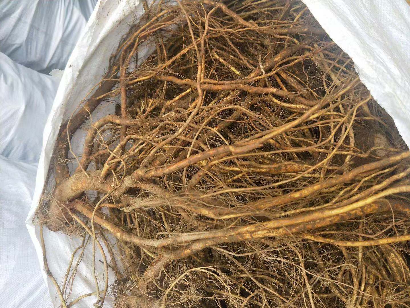 五指毛桃根茎 广东茂名新鲜发货 中药材原料大量有货，长期供应