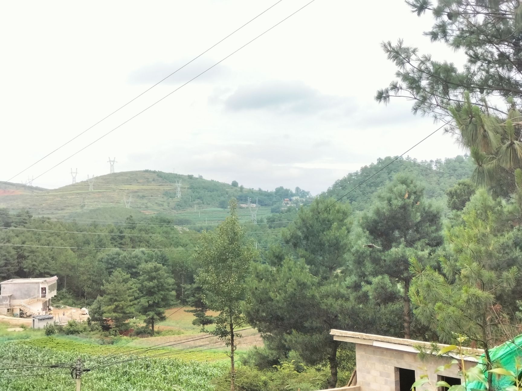  落山松青松松子松仁