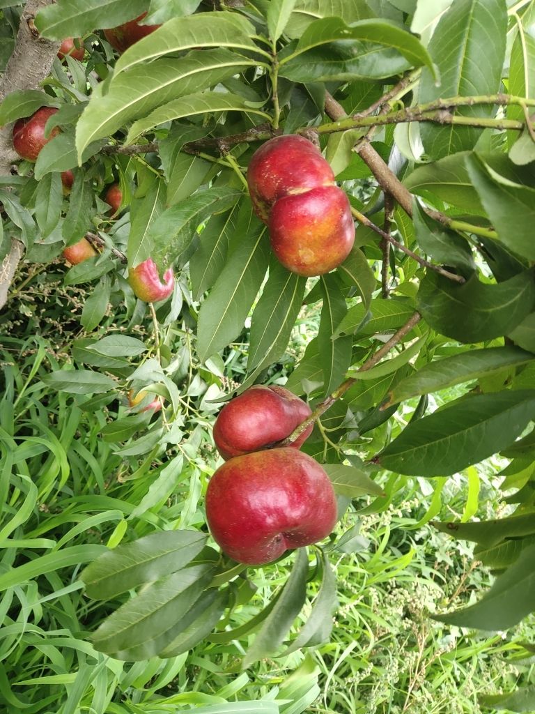 红油桃 油盘桃