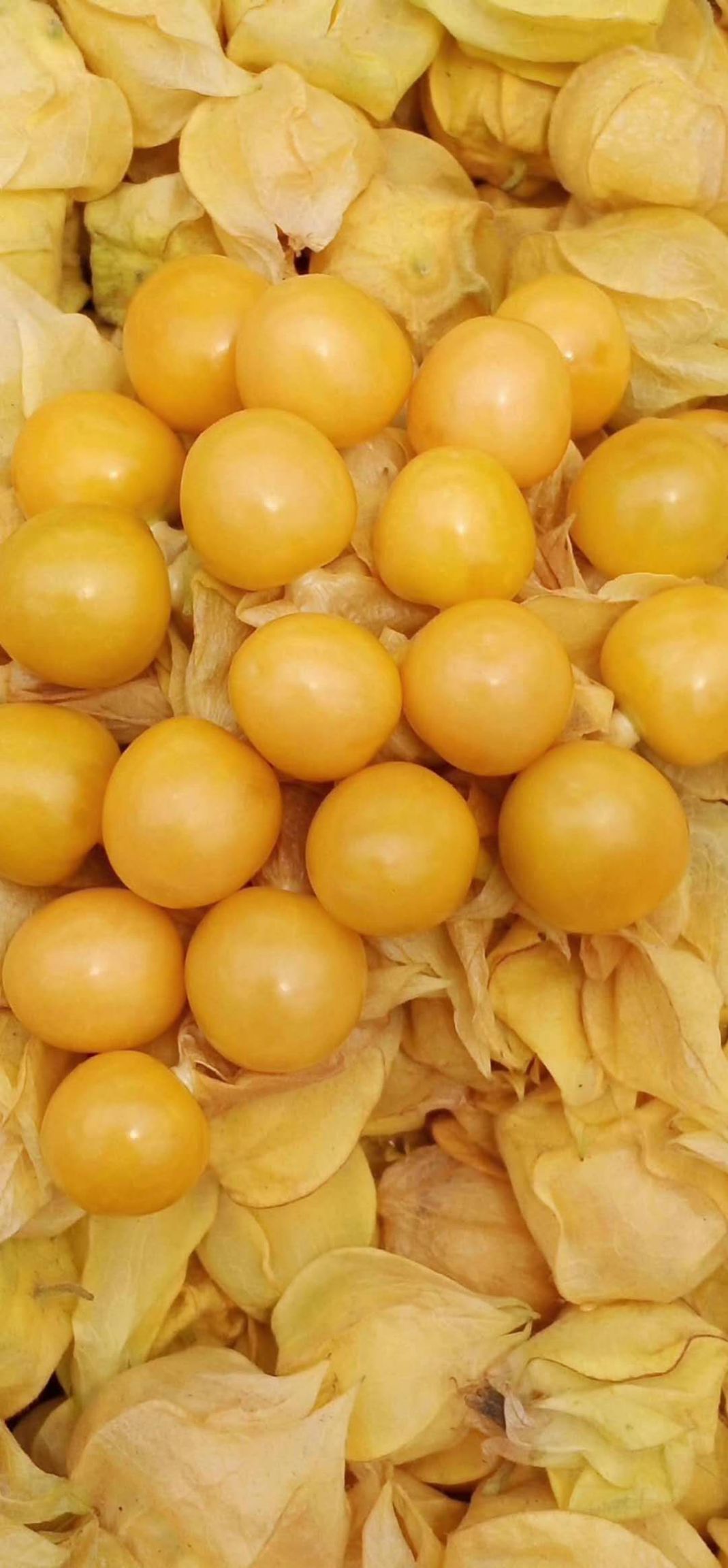 姑娘果  黄姑娘，口感好，老少皆宜，光迎广大朋友前来选购