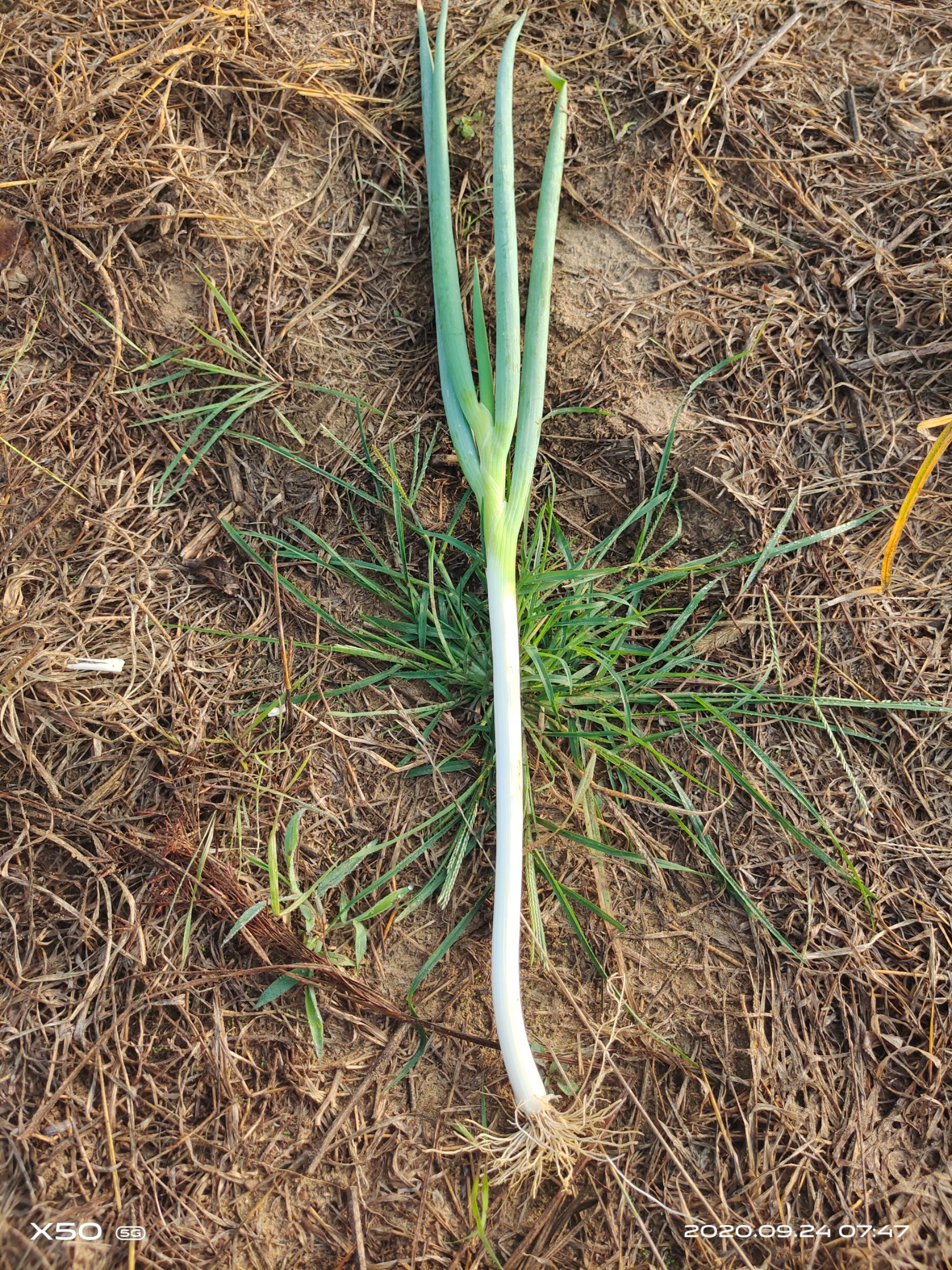 长白大葱  大葱