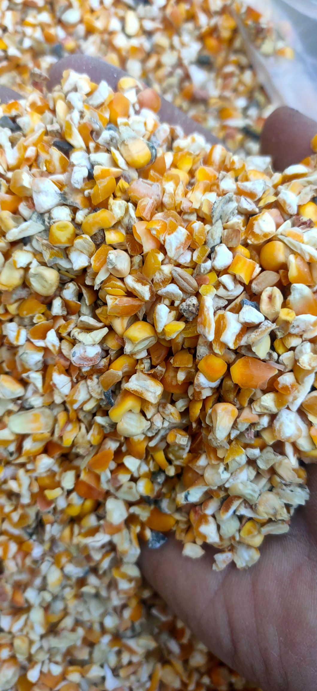 干玉米 玉米碎粒鸡鸭鹅饲料