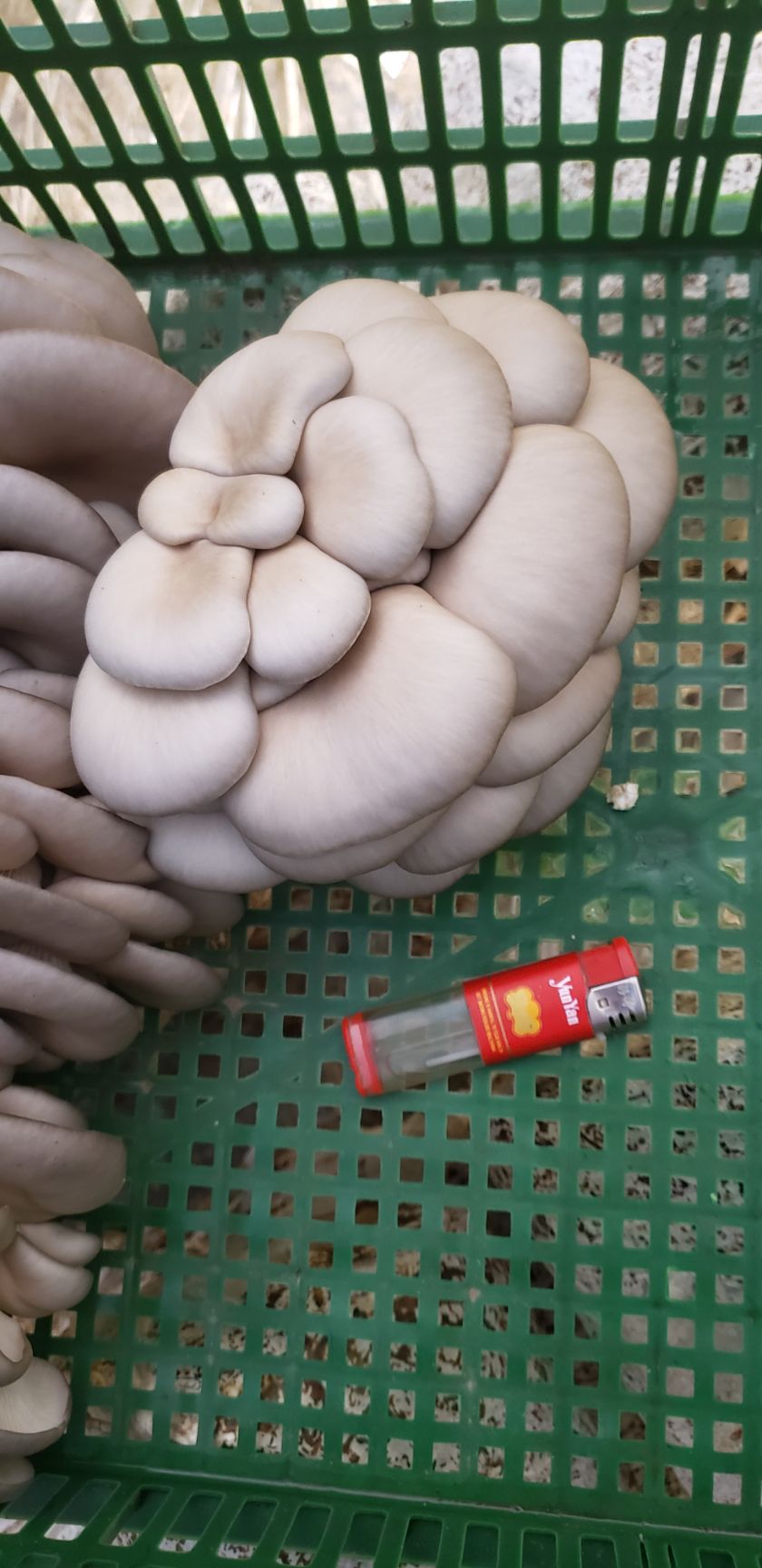 鲜平菇  反季精品平菇大量上市，黑灰色，可装彩框，黑框子均可