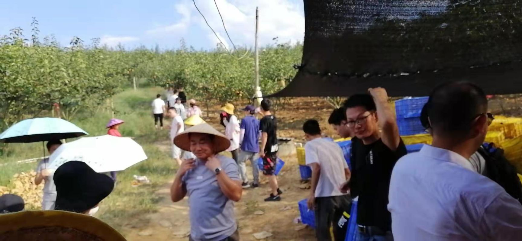 宝晶梨:皮薄肉甜、美味多汁、酥脆爽。