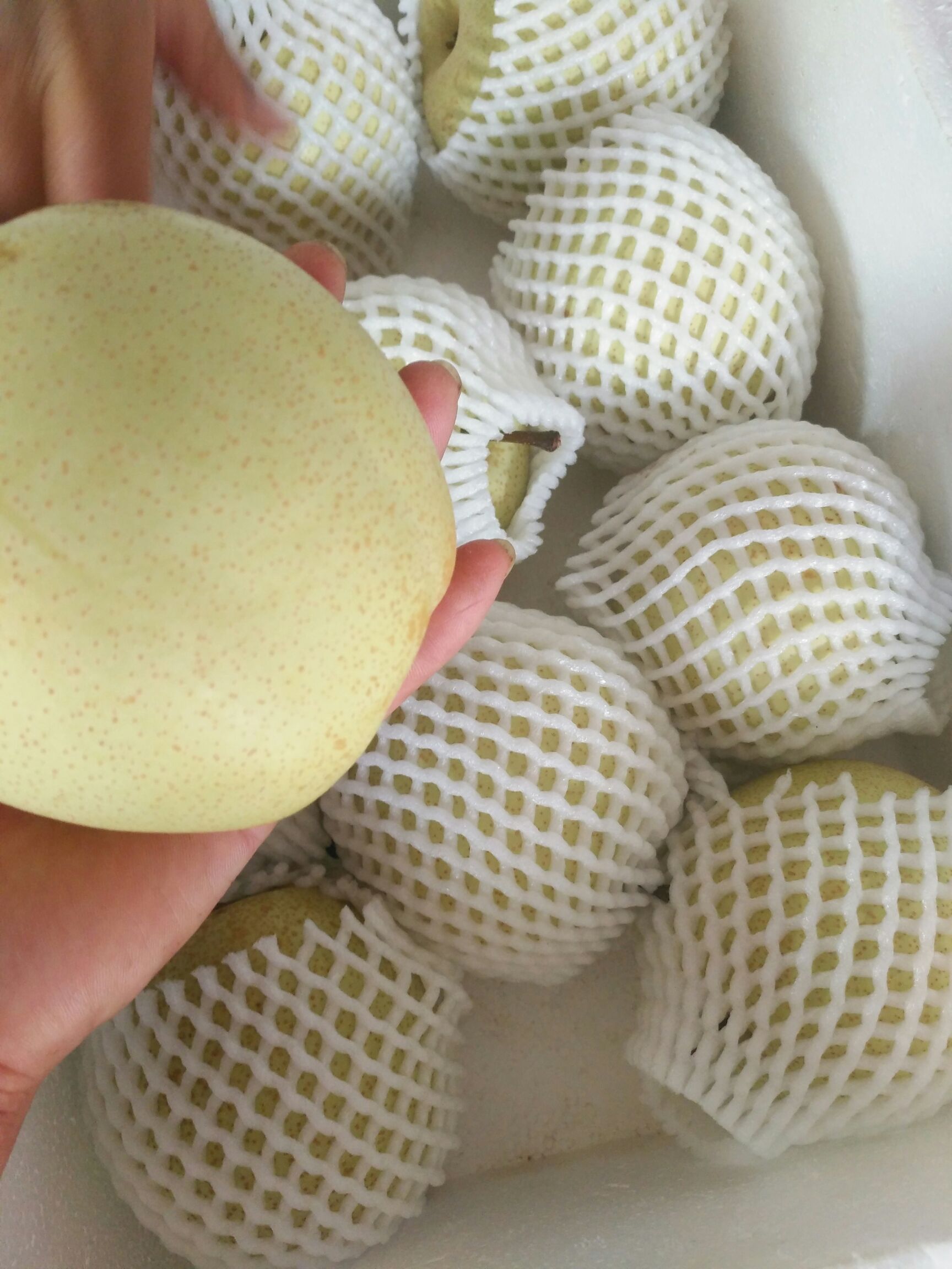 水晶梨 广东省连州市，晶宝梨