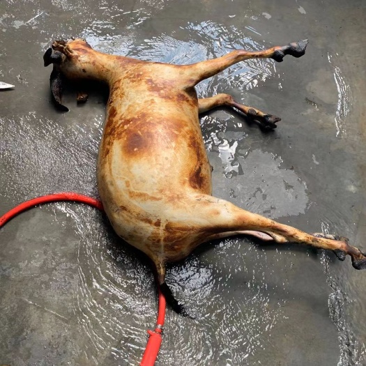 威宁县白条羊 新鲜羊肉