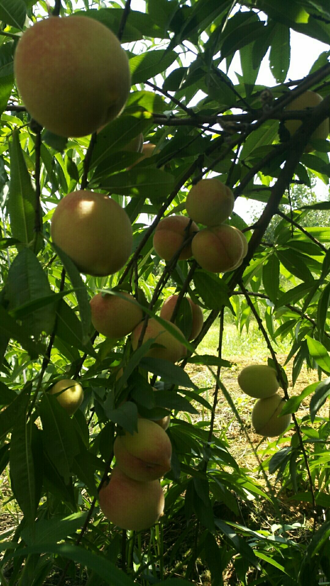 鷹嘴蜜桃 連州市，高山，鷹嘴桃