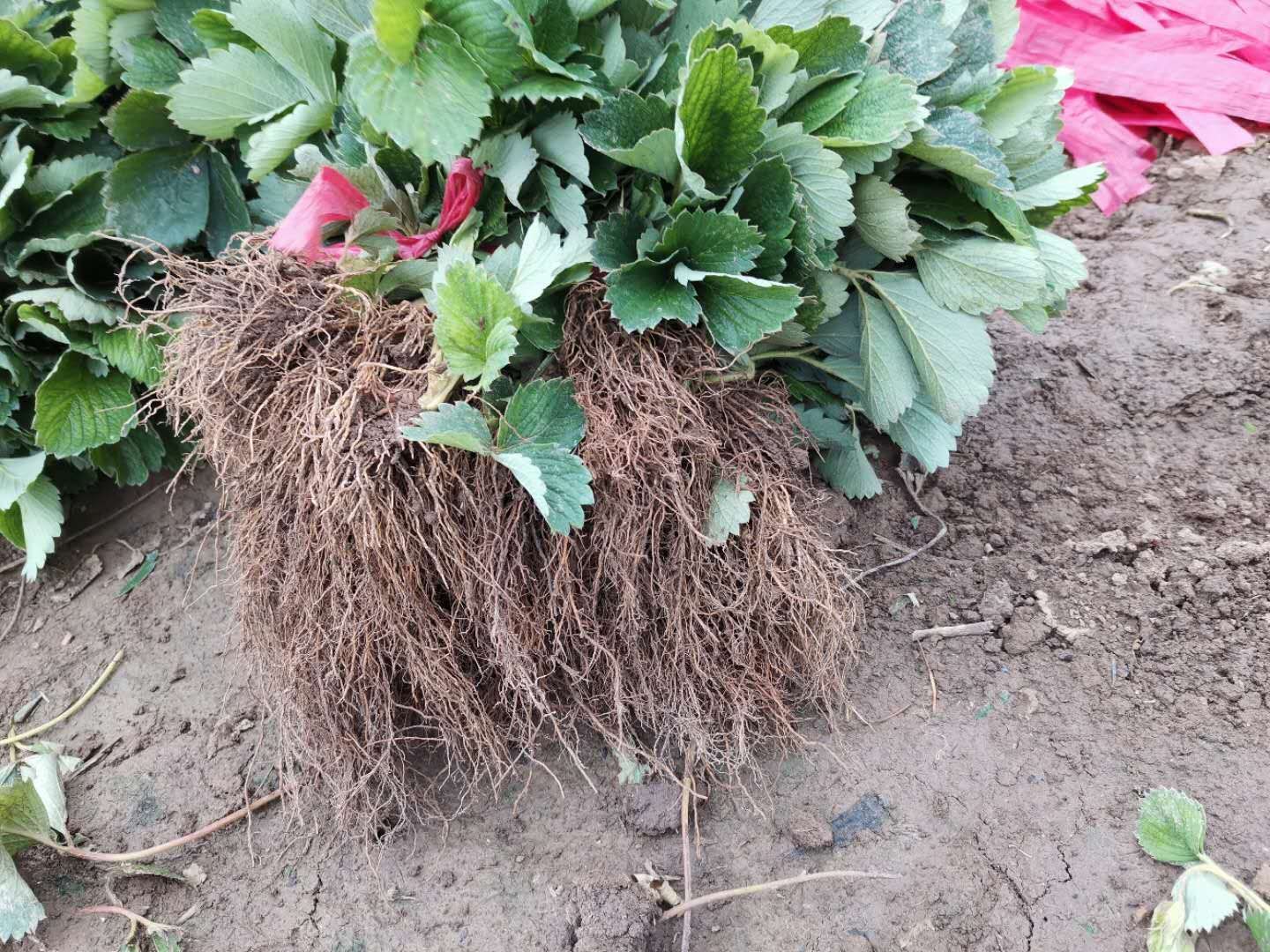 红颜草莓苗 根系好 可实地考察 包无病害矮壮苗 草莓苗批发