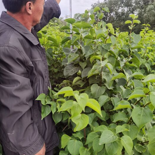 蔚县紫丁香  丁香