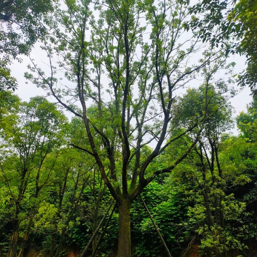 益阳 容器苗全冠幅香樟 假植苗 熟货12-50公分