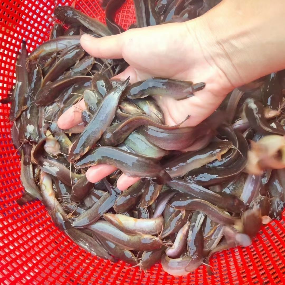 三黄塘虱鱼苗  三黄塘虱苗，本地塘角苗，长期供应欢迎新老客户