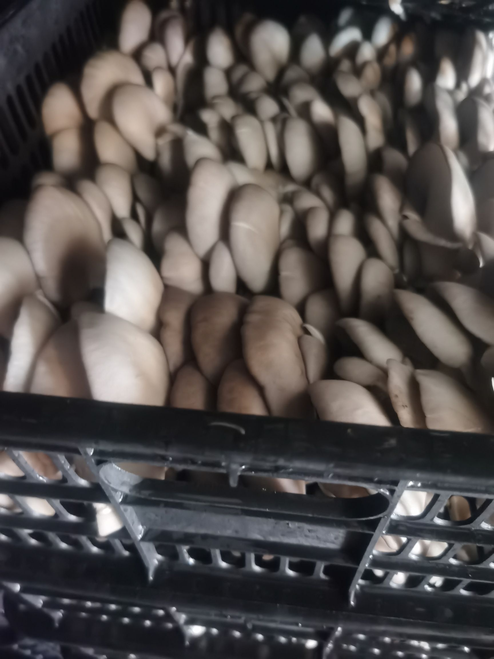 鲜平菇  夏季黑色平菇，自产自销，产地装车