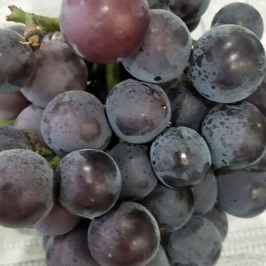 商丘夏黑葡萄 优质夏黑  密光  量大优惠